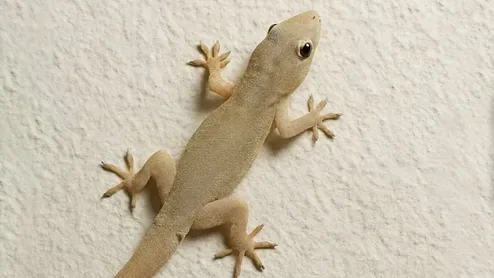 How To Keep Lizards Away During Monsoon: 5 Simple And Effective Home Tips
