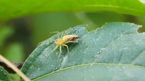 Are Monsoon Pests Ruining Your Plants? Here's How To Keep Them Away Naturally