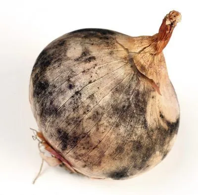 rotten onion
