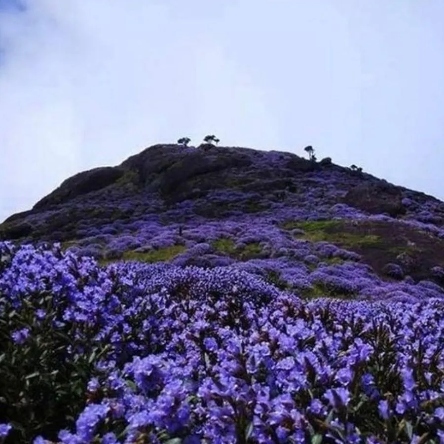 munnar