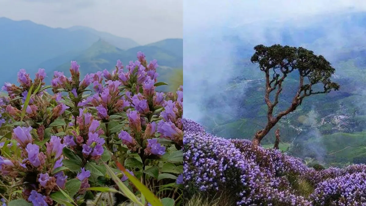 Munnar travel guide
