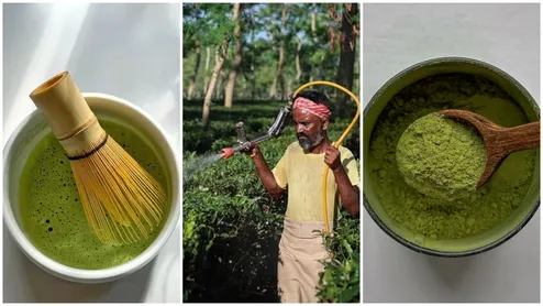 Matcha Produced In Assam