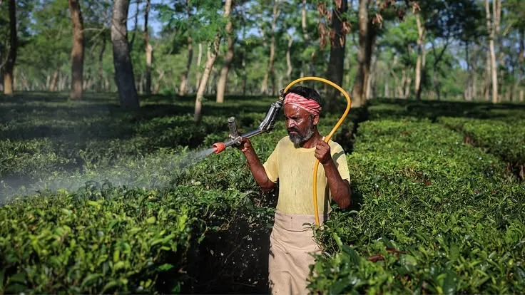 matcha plantations