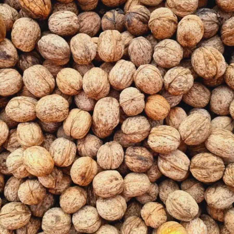 Walnut