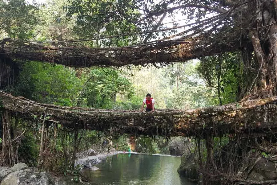 root bridge