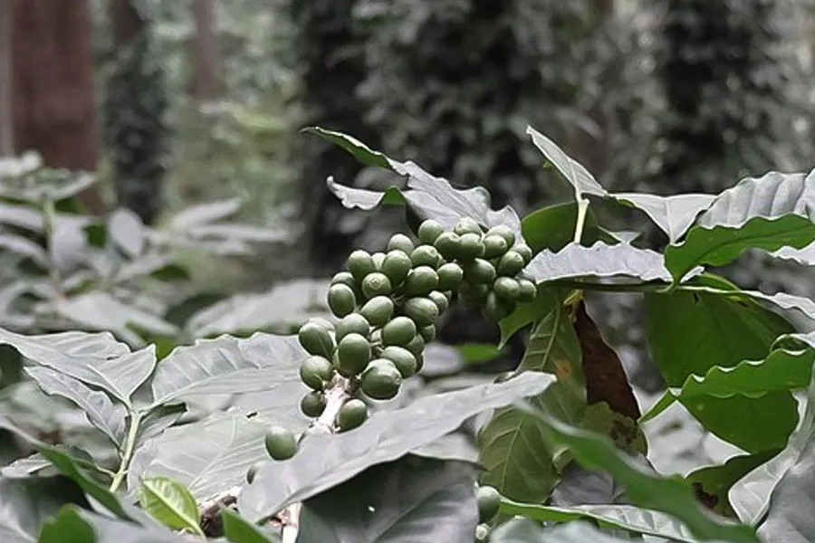 aaraku