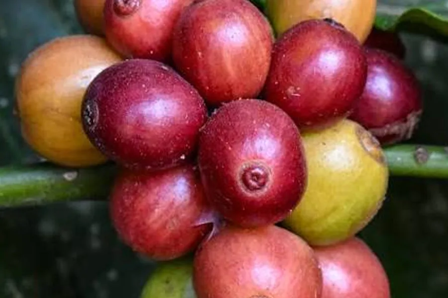 coorg