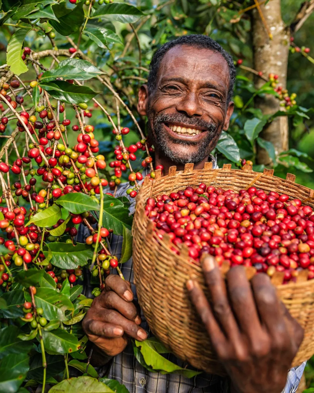 Indian Coffee Produce (Image: magnific) indian coffee
