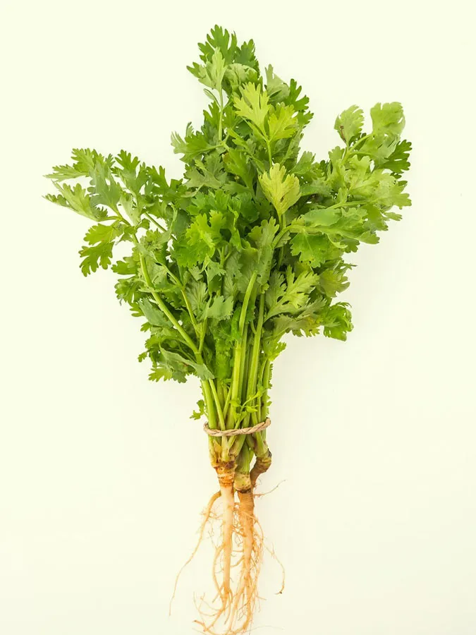 Coriander