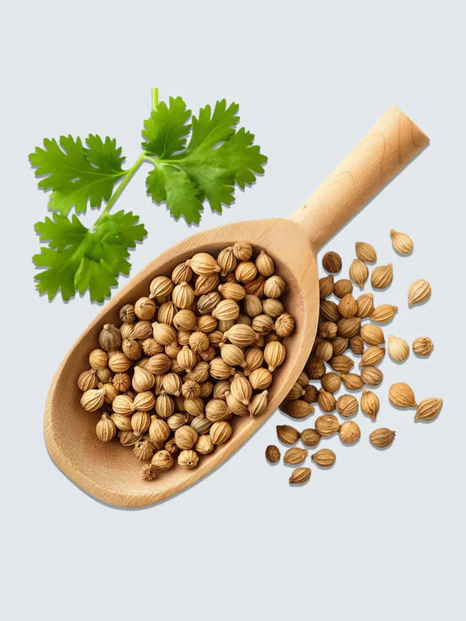 Coriander Seeds