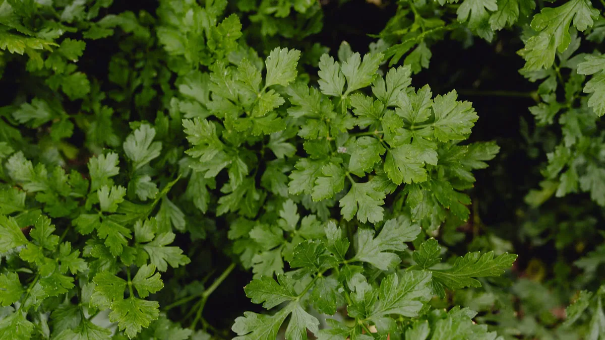 How To Grow Coriander in 7 Days 