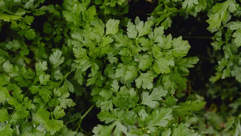 How To Grow Coriander in 7 Days