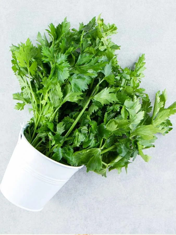 coriander in pot