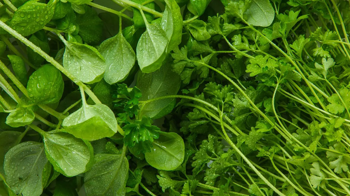 How To Grow Microgreens