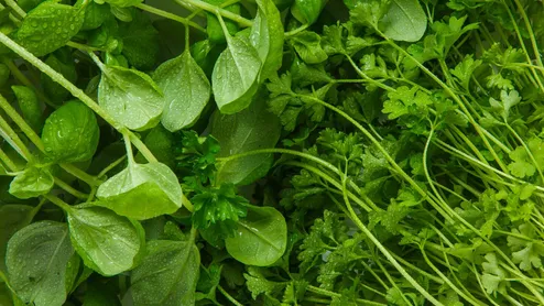 How To Grow Microgreens