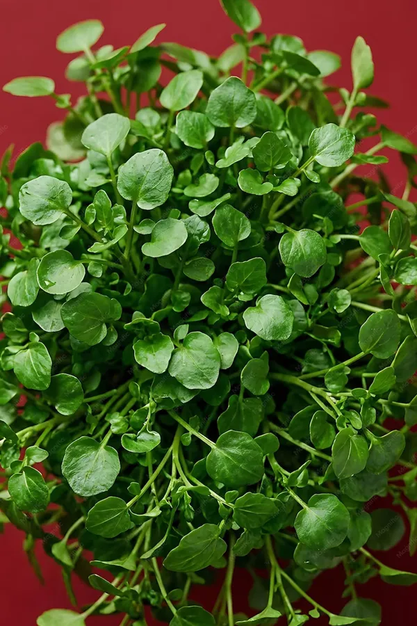Microgreens