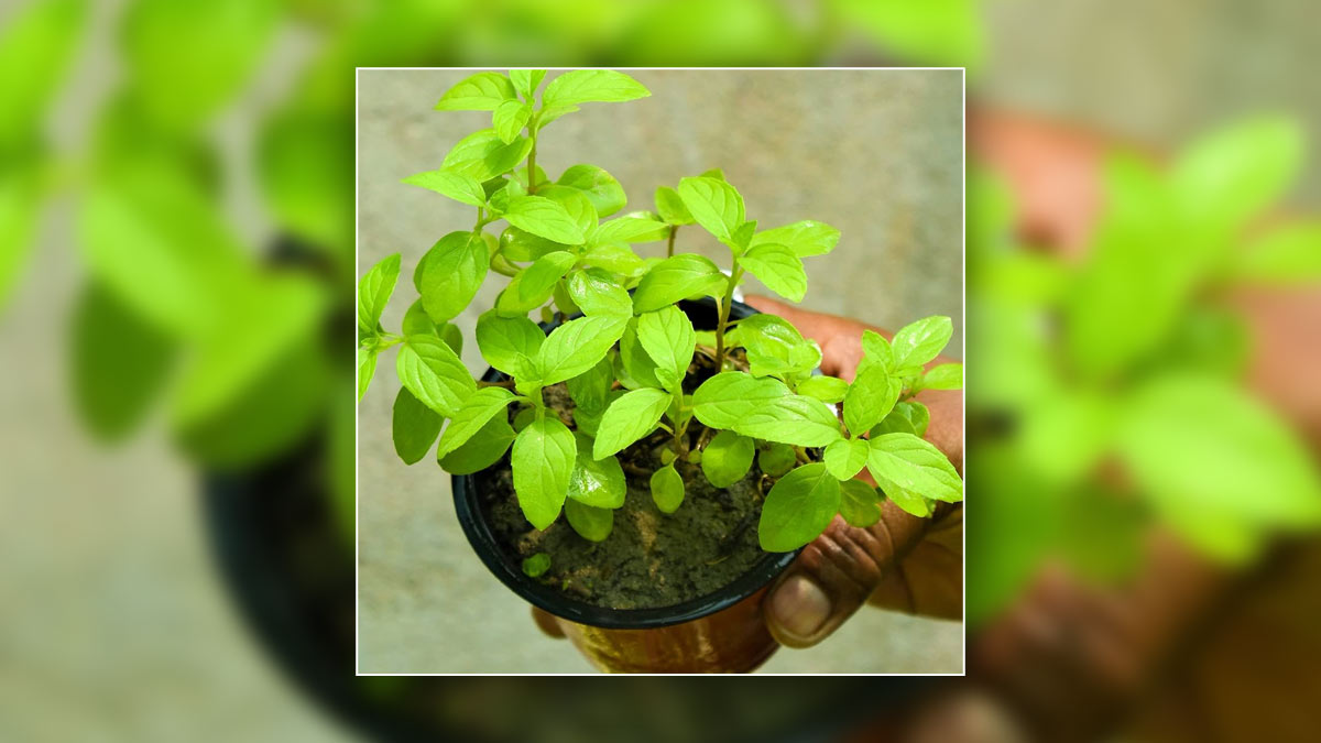 कीड़ों के अटैक ने तुलसी के पौधे को कर दिया है बेकार, तो पानी में मिलाकर डालें ये चीजें