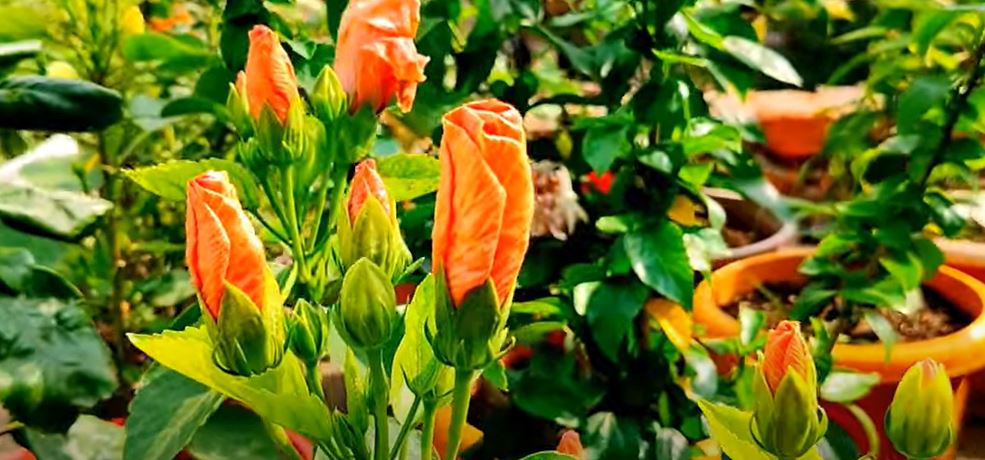 Capturehomemade fertilizer for hibiscus