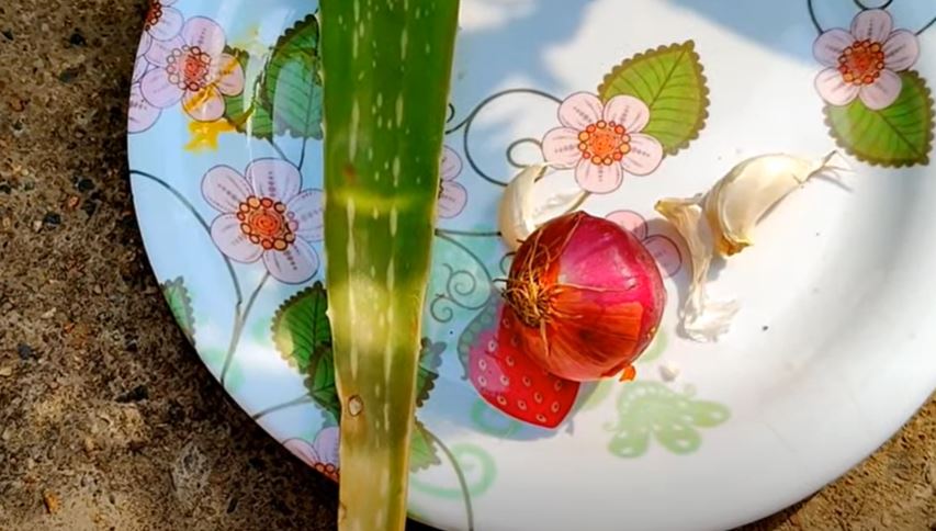 Homemade fertilizer for hibiscus plant care