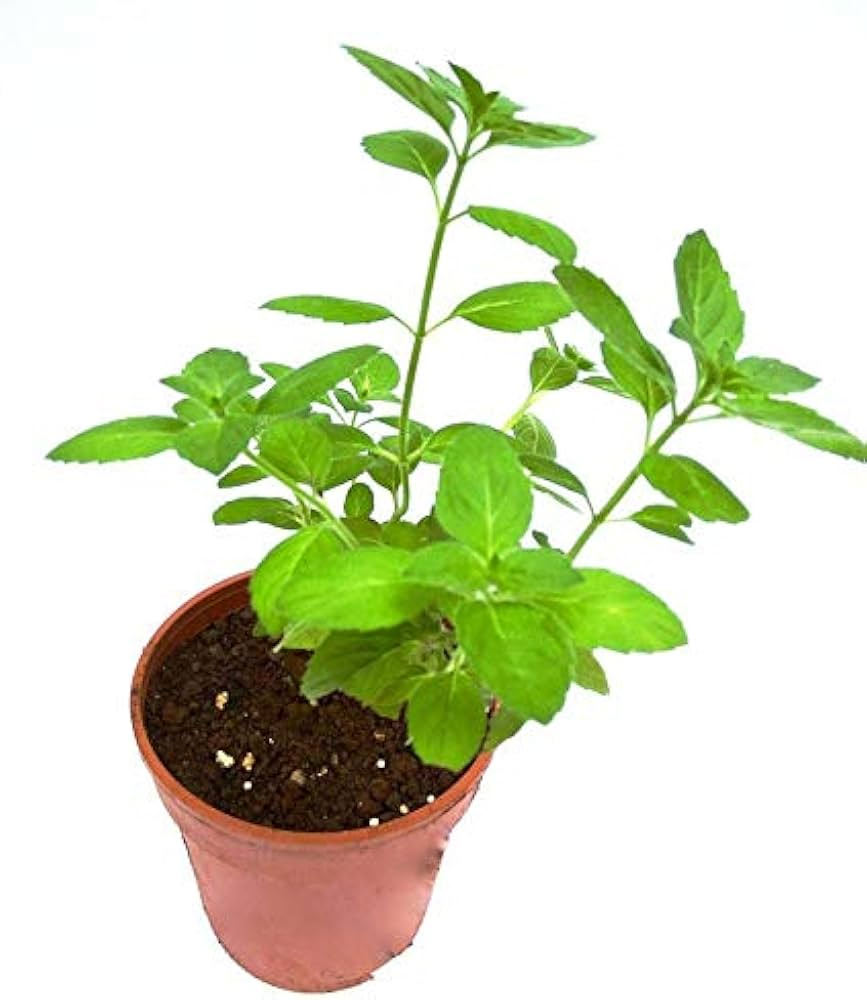 How do you keep basil plant