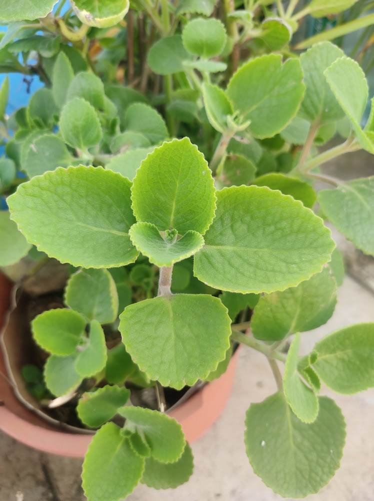 Ajwain plant to vastu dosh