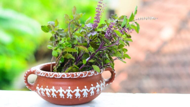 Health Benefits Of Shyama Tulsi (2)