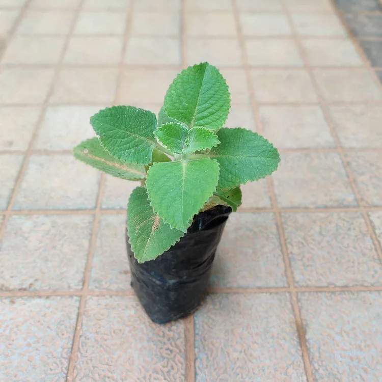 Tips to grow ajwain plant