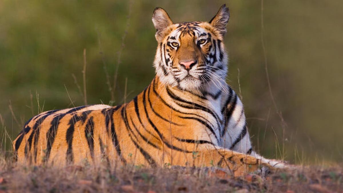 karnataka bandipur national park ticket price location and all detail