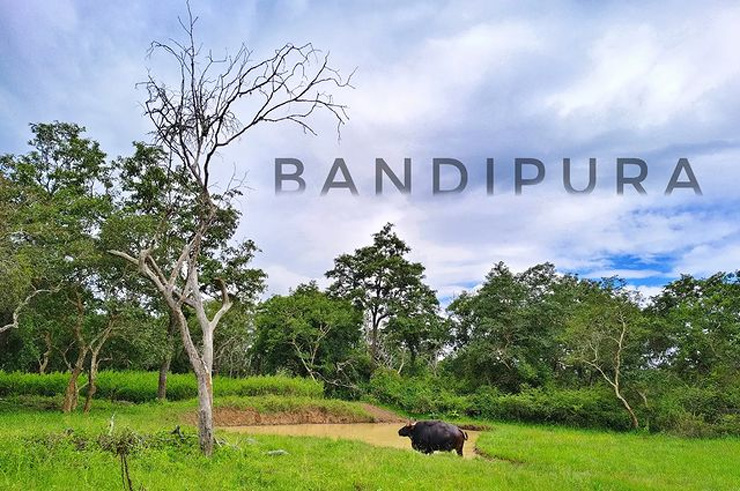 Bandipur National Park