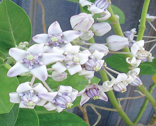 madar-plant-benefits-main