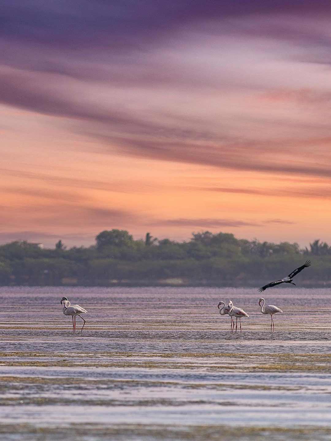 Pulicat Lake & Sanctuary