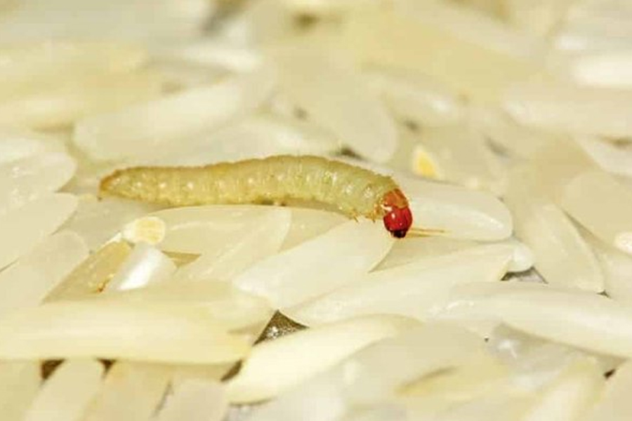removing rice bugs