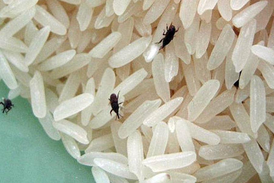 rice bugs and problems