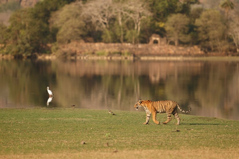 wild-royal-bengal-tiger-nature-habitat-ranthambhore-national-park_475641-893