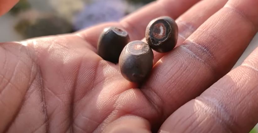 lotus seeds growing process