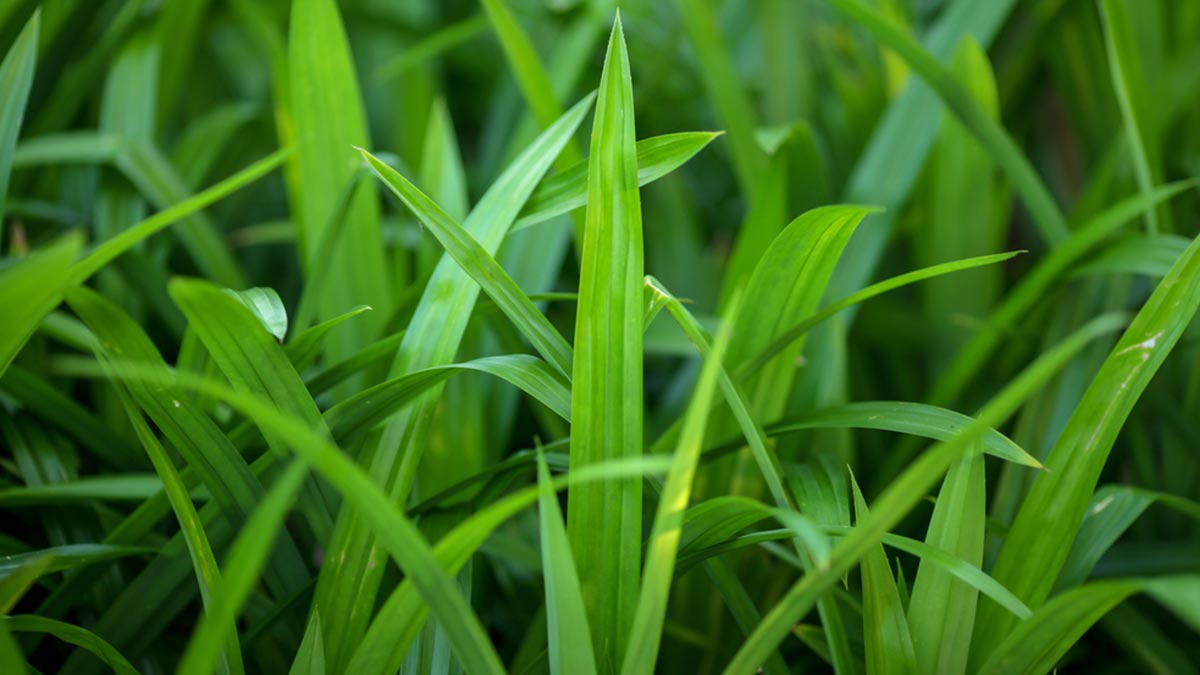 pandan leaves to get rid of centipedes