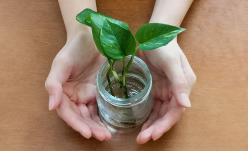 money plant care in winter