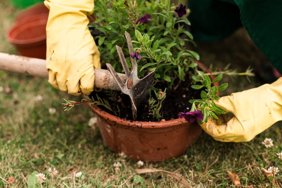 Neem khali uses in plant