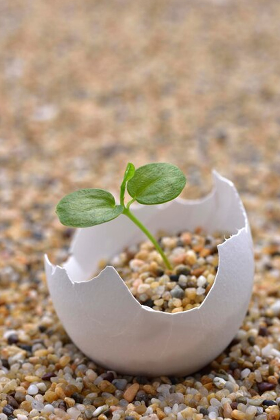 Eco-friendly gardening tips