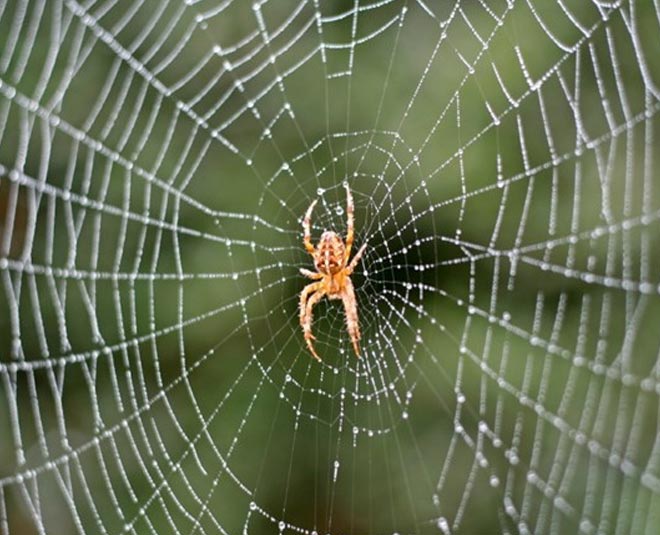 easy tips to remove spider