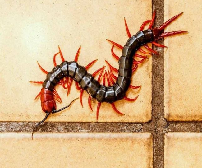 Kankhajoora ko bhagane ke upay