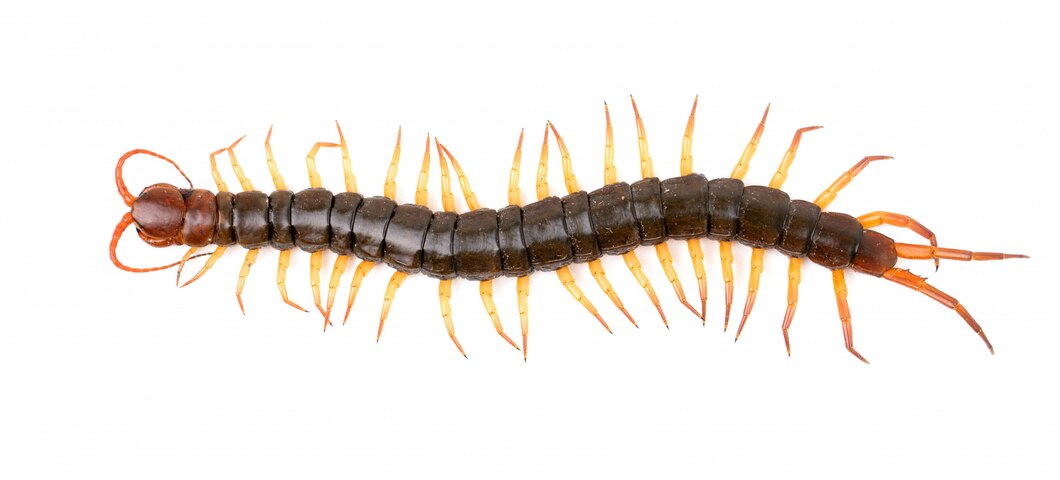 how to get rid of centipedes