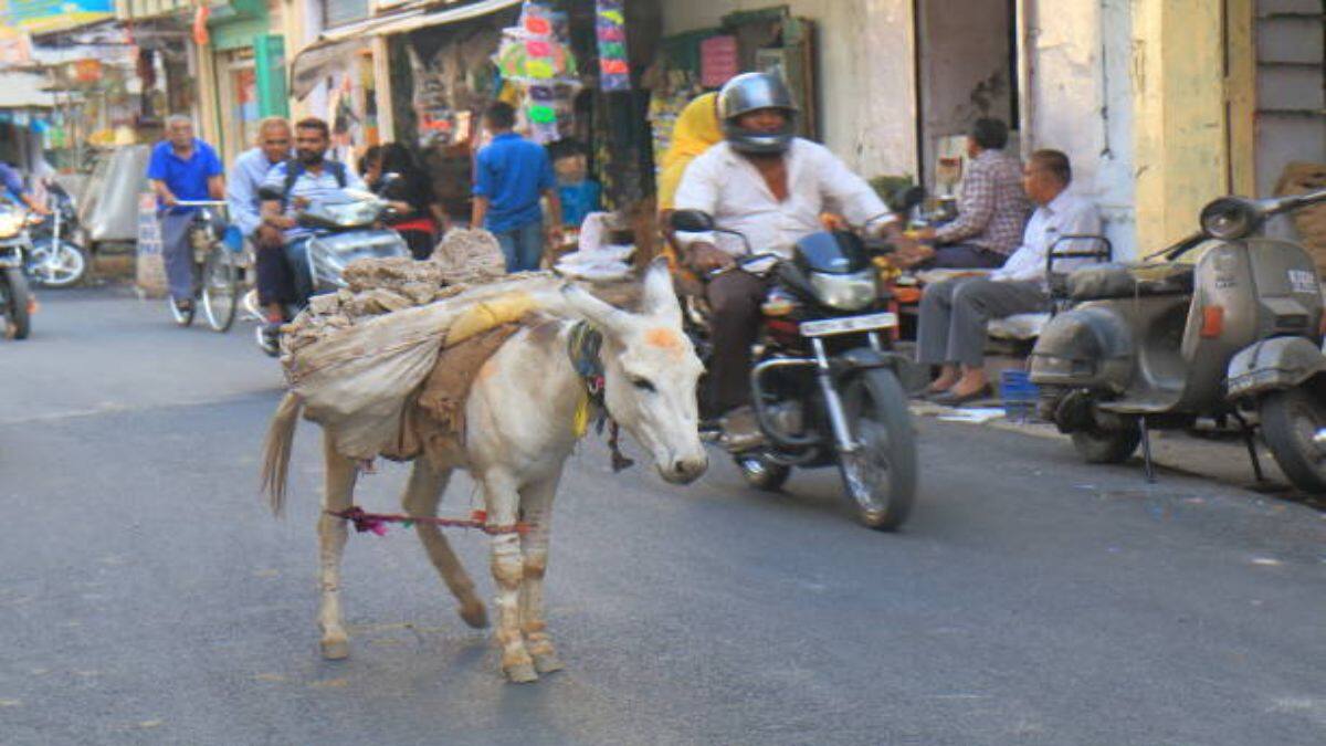 रास्ते में गधे के दिखने का क्या है अर्थ? | what does it mean we see donkey  on the way | HerZindagi