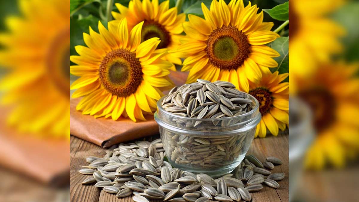 रोजाना सूरजमुखी के बीज खाने से सेहत को क्या फायदा होगा? is it good to