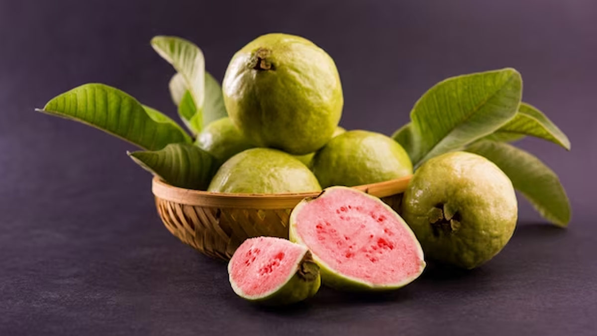 guava leaves benefits