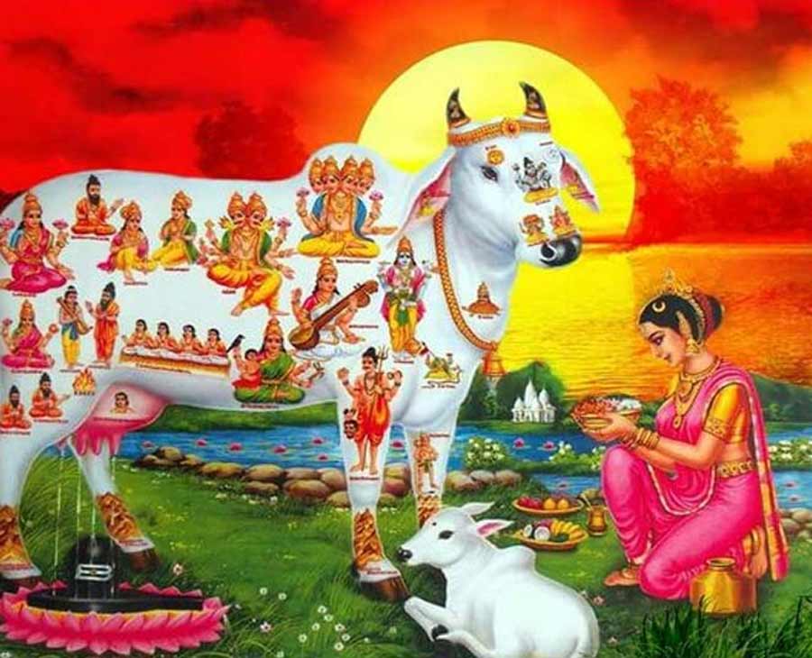 cow puja on govardhan