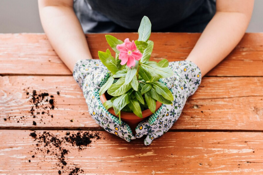 How to grow baby plants with mother plant at home