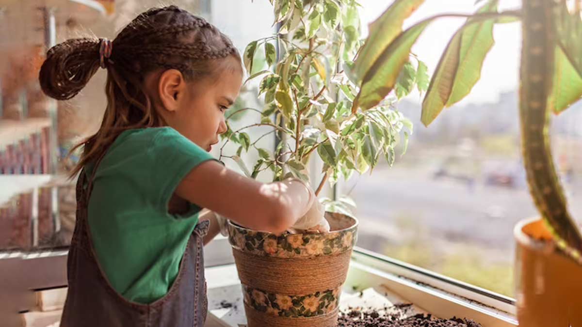 dhanteras pr ghar mein kaun sa paudha lagaye