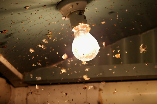insects around bulb and tubelight