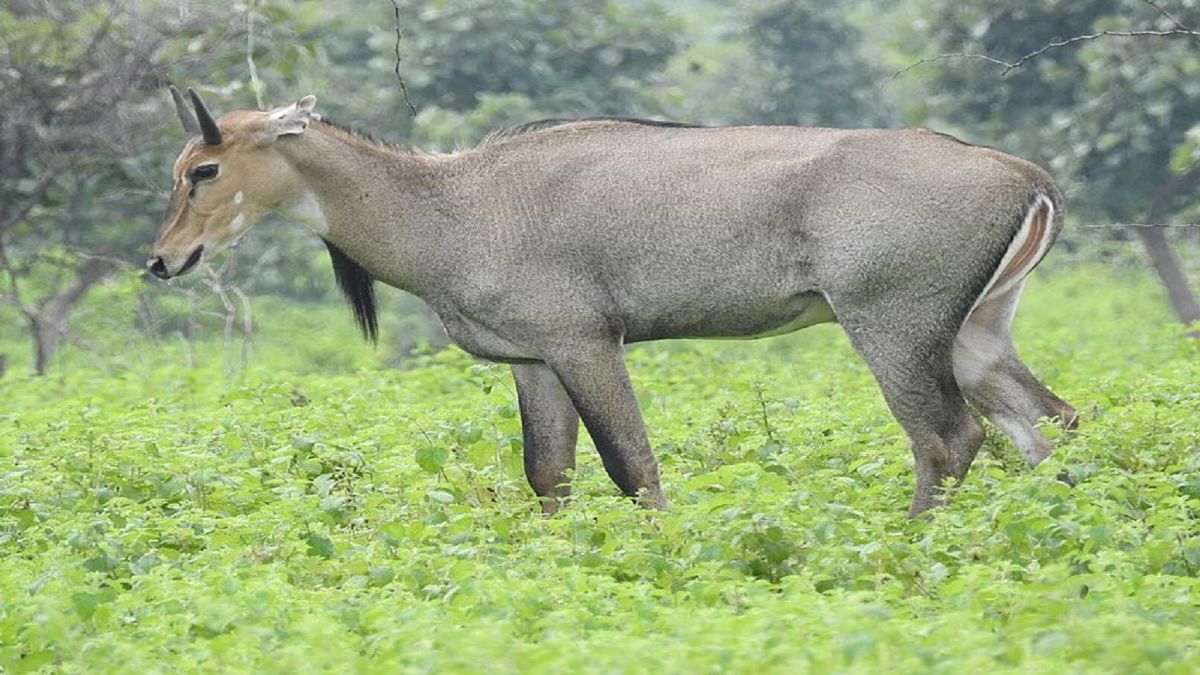 nilgai dikhne ke kya arth hai